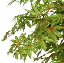 Variegated